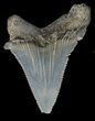 Fossil Angustidens Shark Tooth - Megalodon Ancestor #46850-1